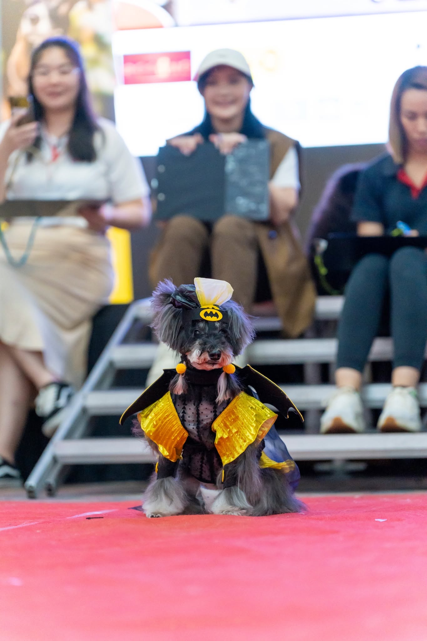 A dog in costume at the Auto-City Pet Carnival